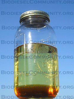 a sparkling 1-liter batch of homemade canola oil biodiesel sitting on top of it's glycerine layer